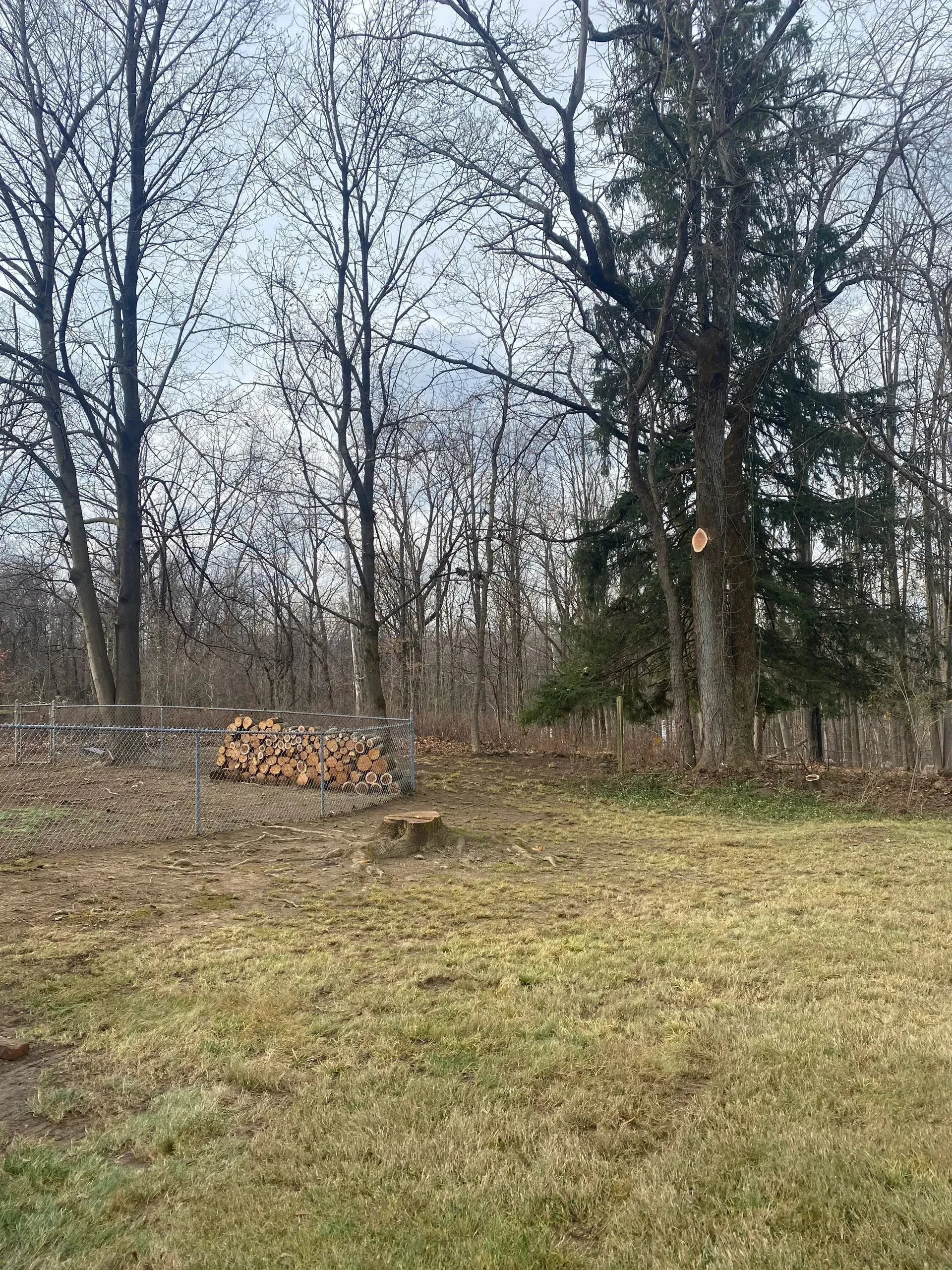 tree clearing staatsburg ny