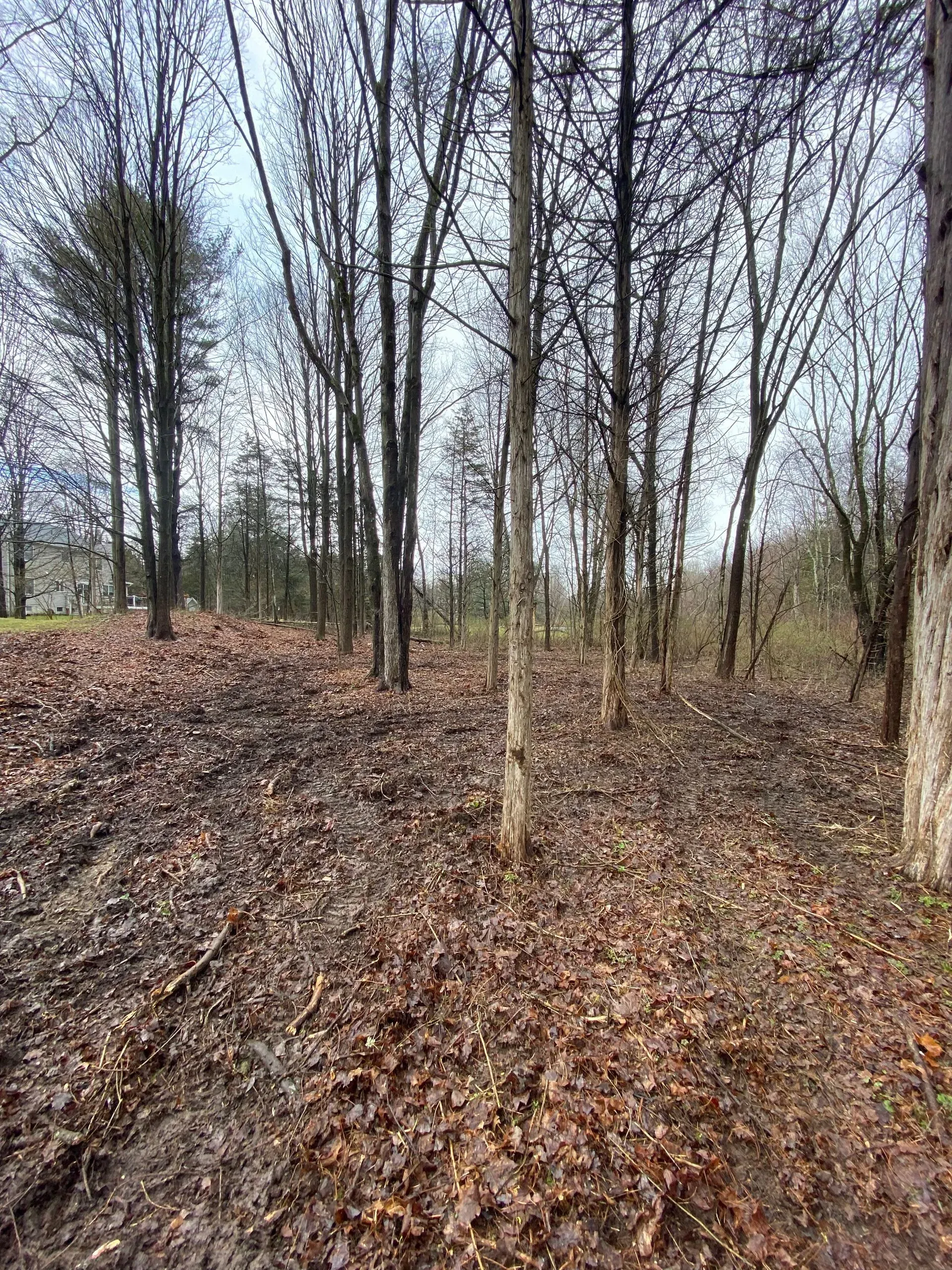 tree clearing staatsburg ny