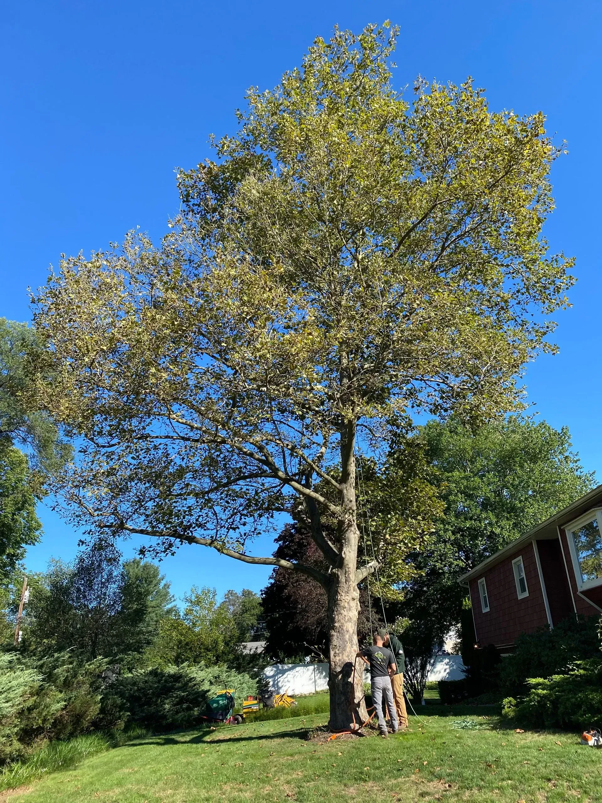 tree debris removal staatsburg
