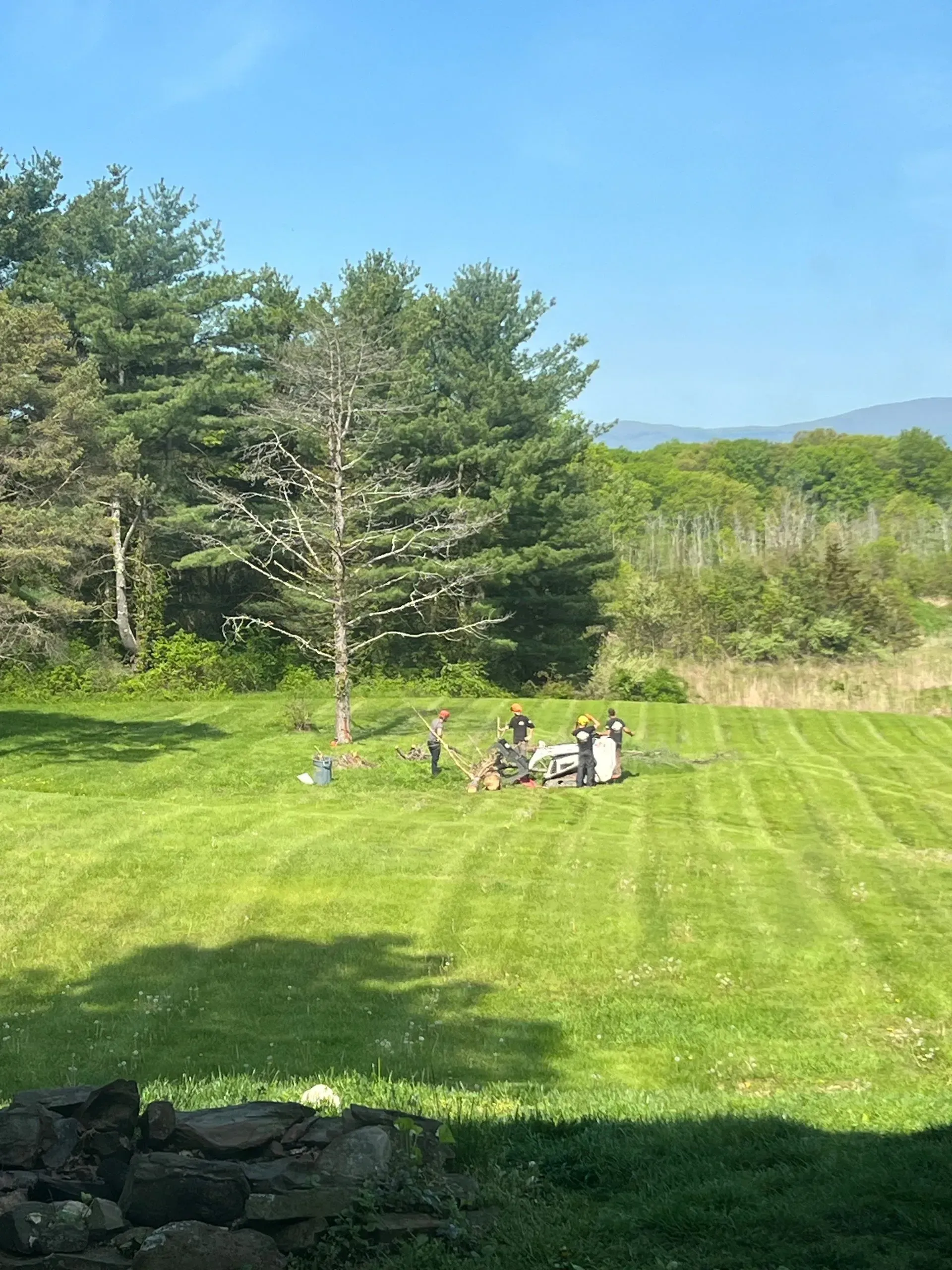 tree debris removal staatsburg