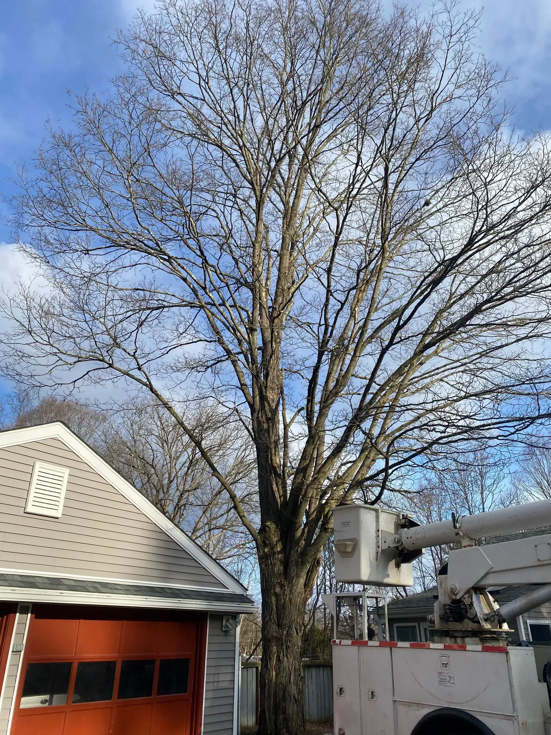 tree clearing staatsburg ny