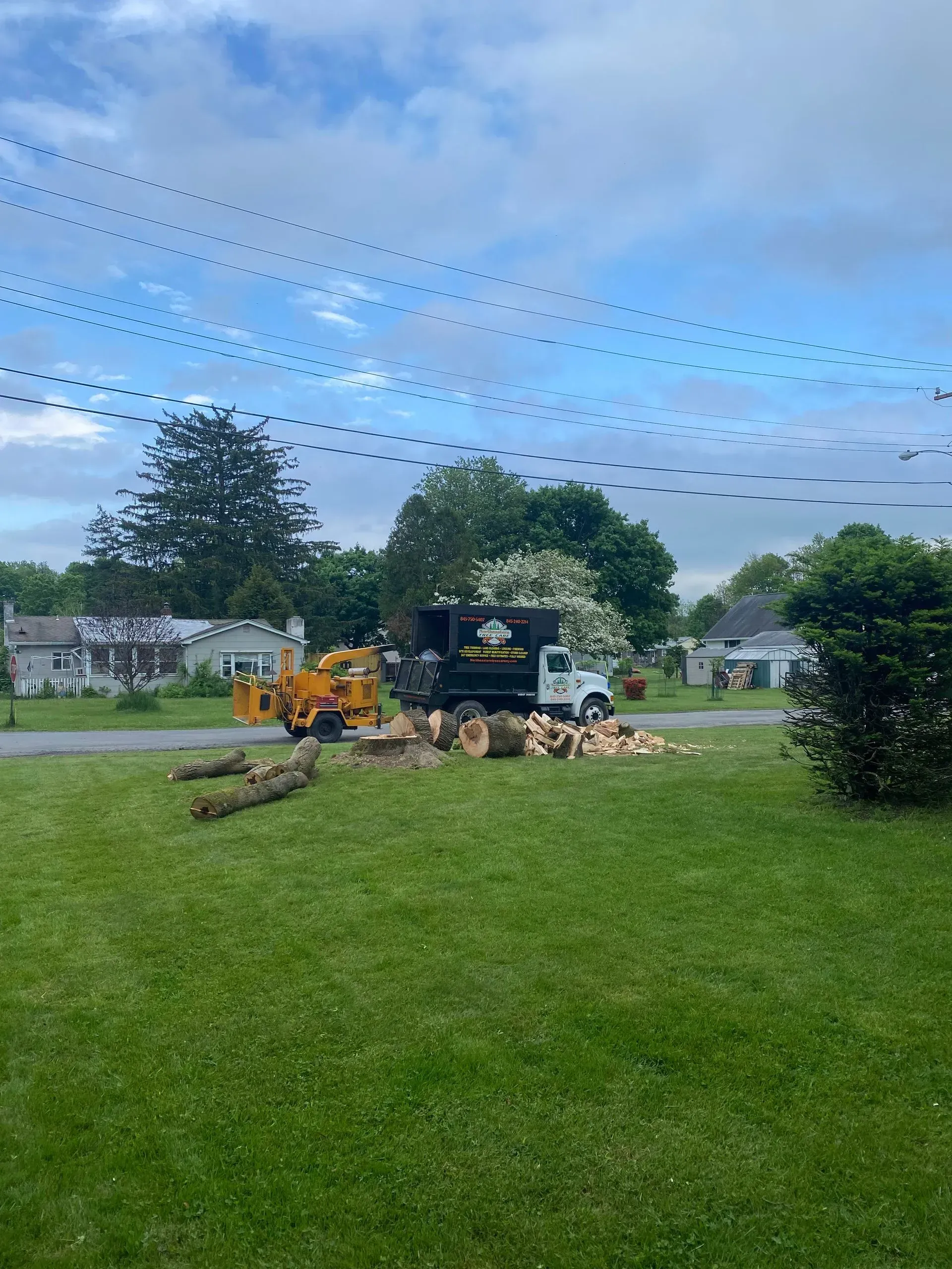 tree maintenance staatsburg