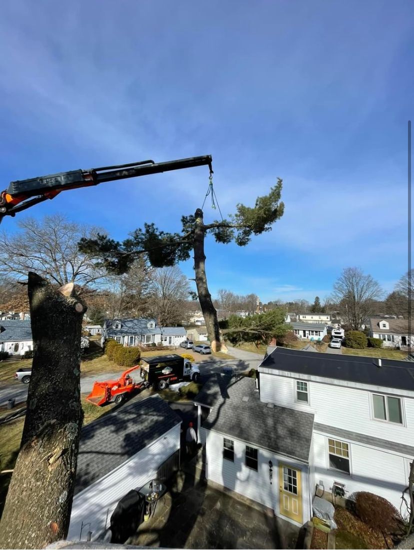 licensed tree removal staatsburg