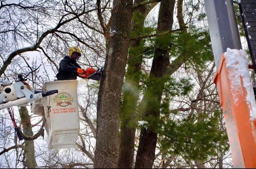 licensed tree removal staatsburg