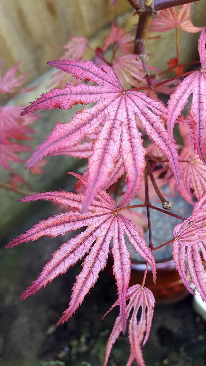 'Amagi Shigure' leaves - Ten Mile Maples