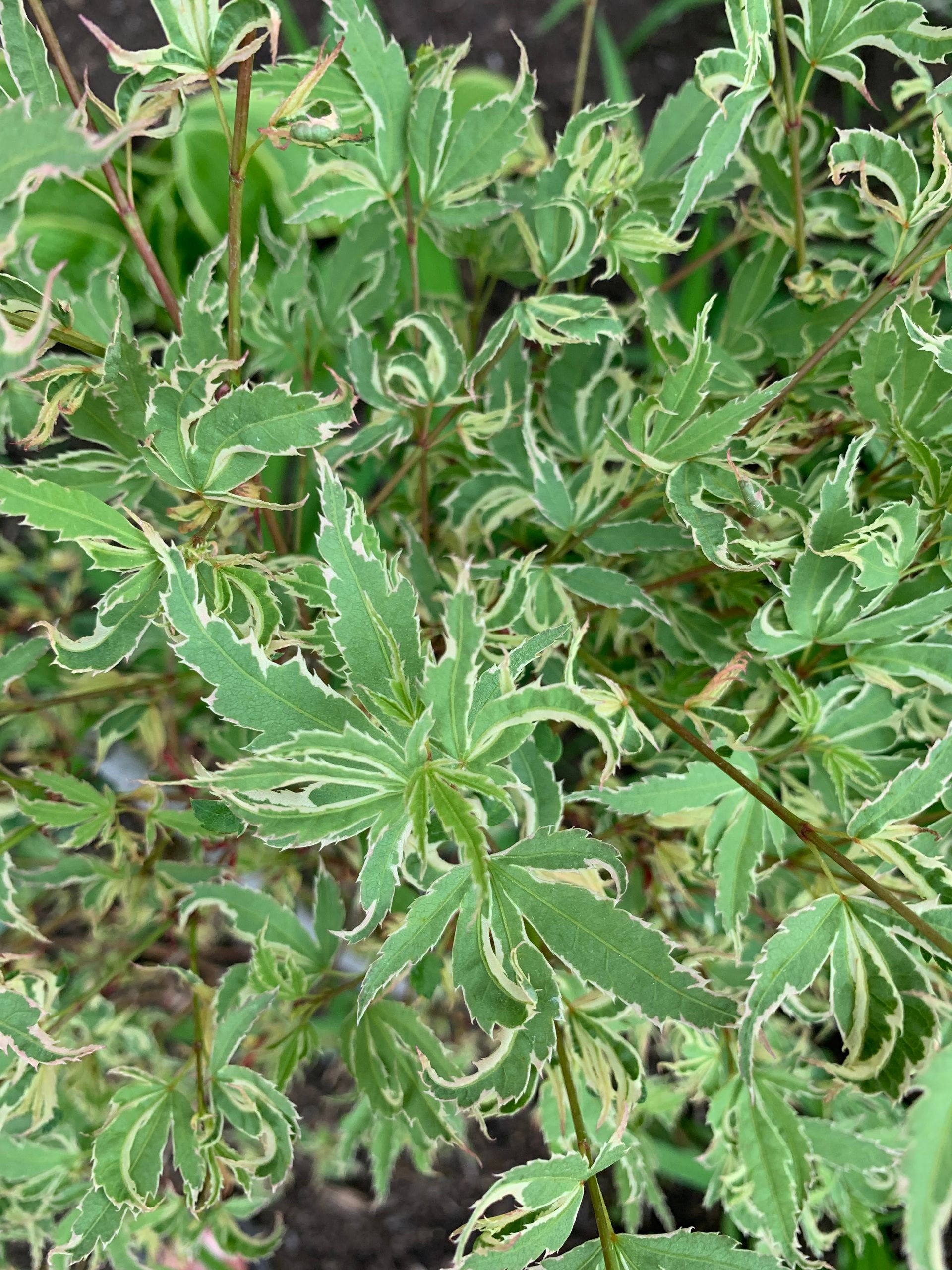 'Butterfly' Leaves - Ten Mile Maples