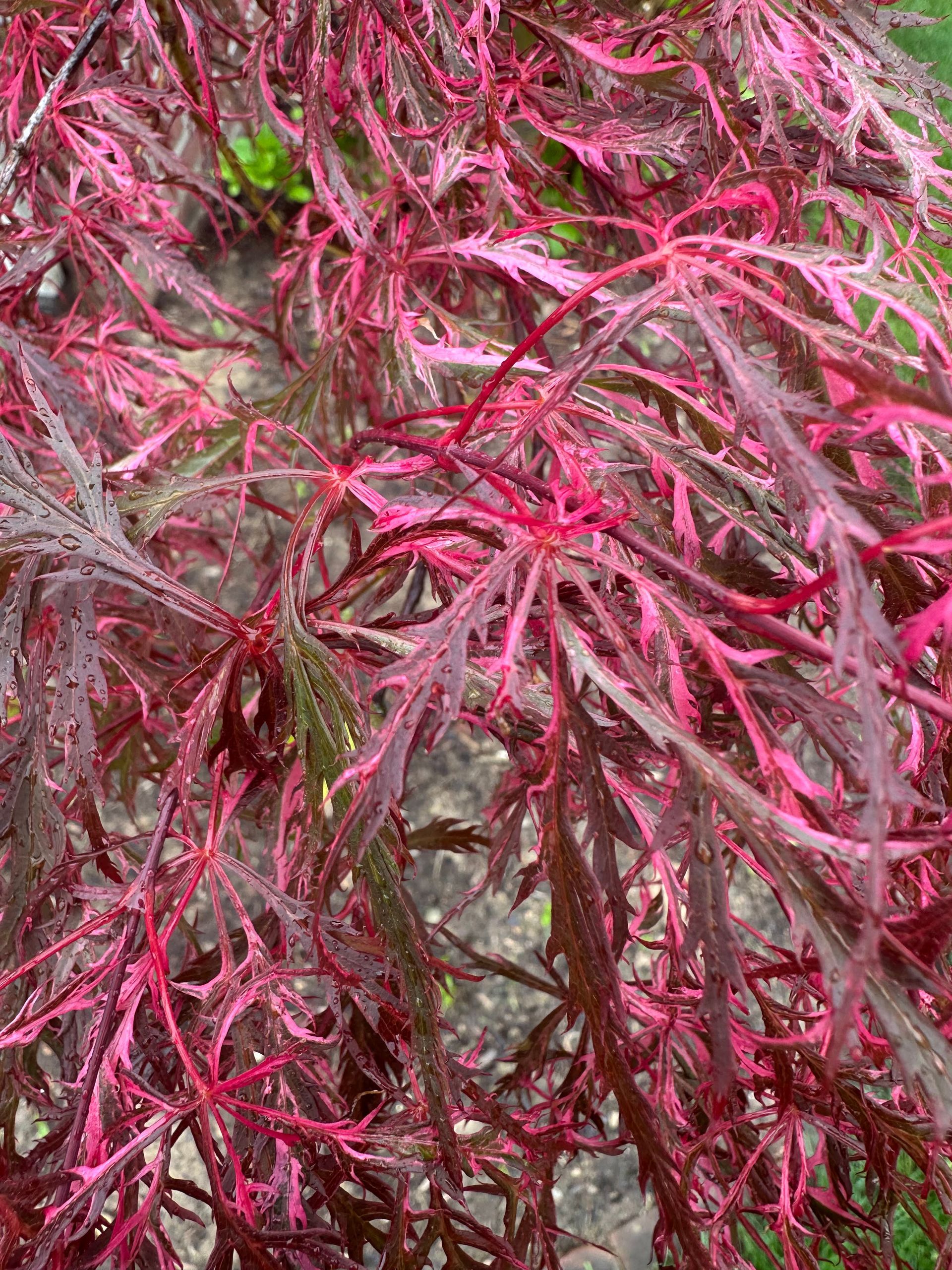 'Hana Matoi' leaves - Ten Mile Maples
