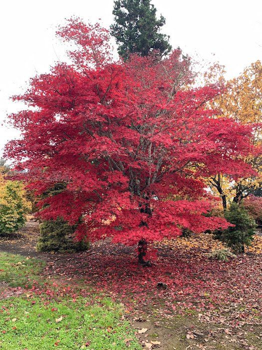 Watering / Ten Mile Maples / Japanese Maple Varieties