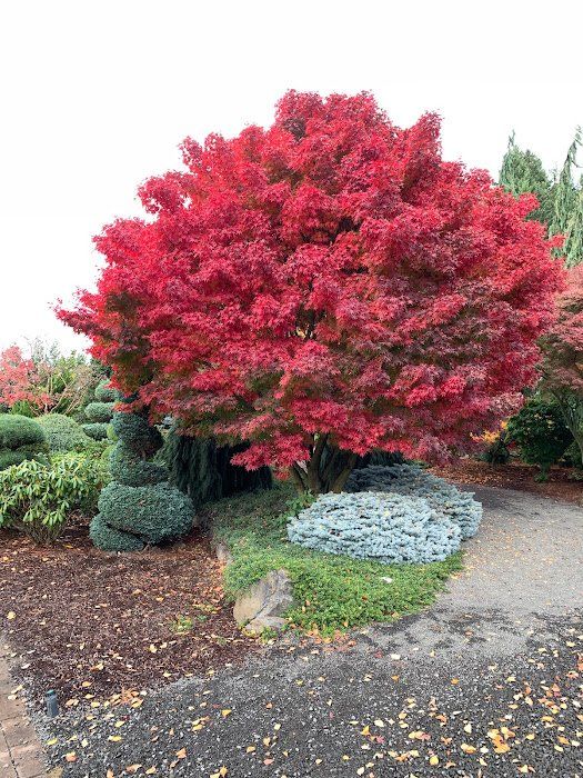 Learn how to plant and choose the correct location for your Japanese Maple - Ten Mile Maples