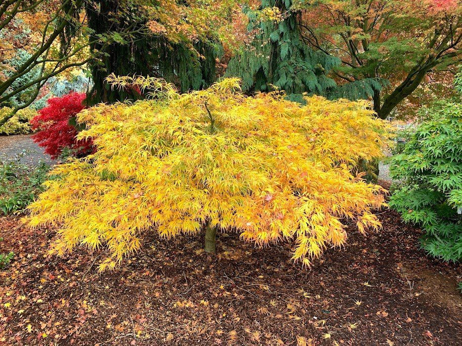 Fertilizing / Ten Mile Maples / Japanese Maple Varieties