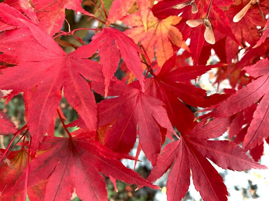 Repotting a Japanese Maple tree - Ten Mile Maples