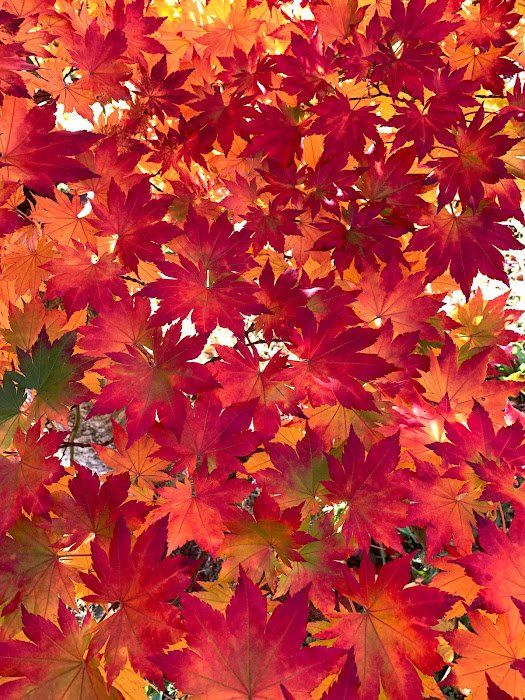 Use well-draining soil for your Japanese Maple - Ten Mile Maples