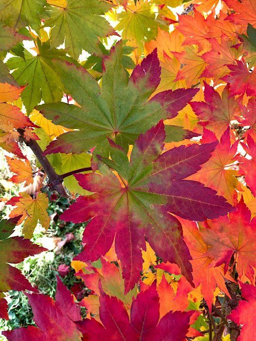 Ten Mile Maples carries approximately 50 Japanese Maple Varieties - Ten Mile Maples, Ohio