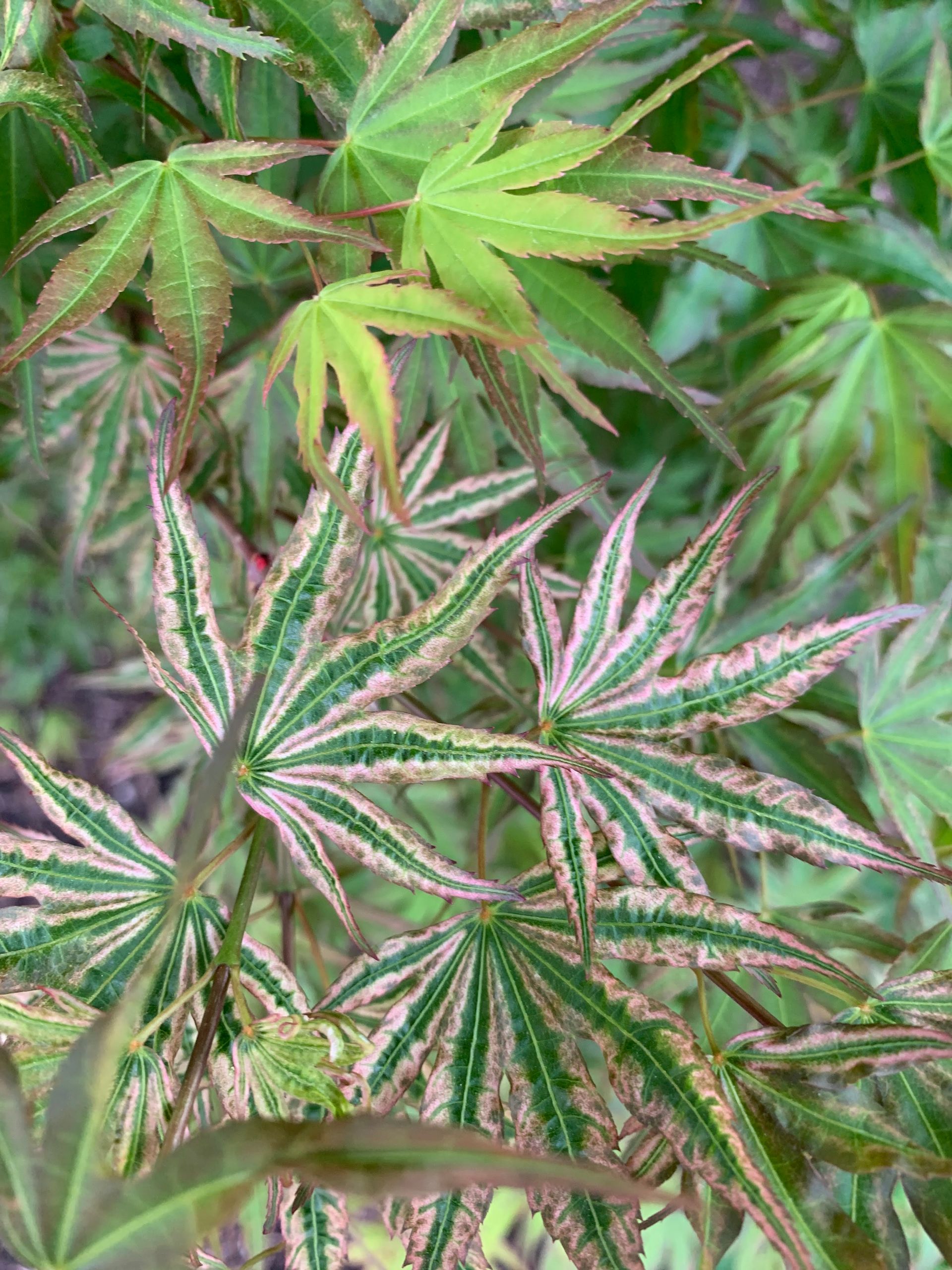 'Ikandi' Leaves - Ten Mile Maples