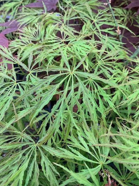 'Otto's Dissectum' Leaves - Ten Mile Maples