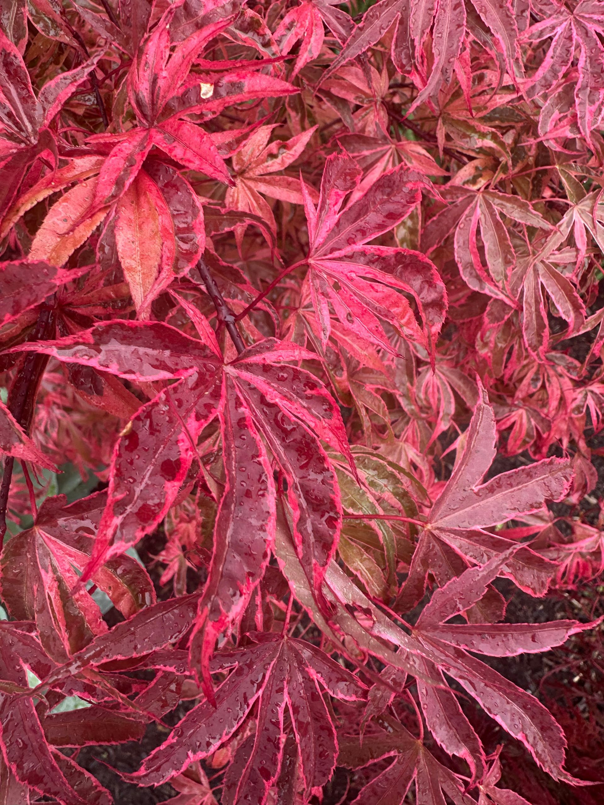 'Shirazz' Leaves - Ten Mile Maples