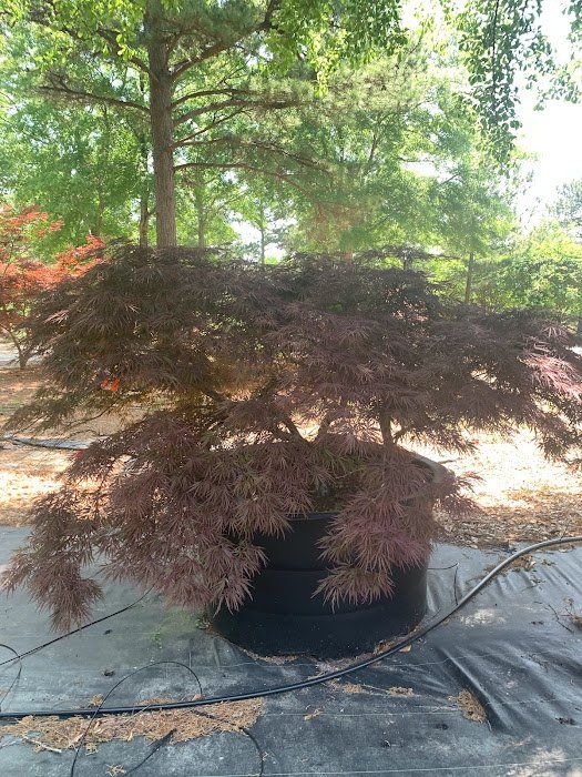 Crimson Queen Tree - Ten Mile Maples