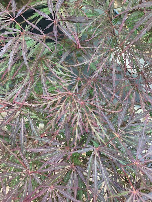 Garnet Leaves - Ten Mile Maples