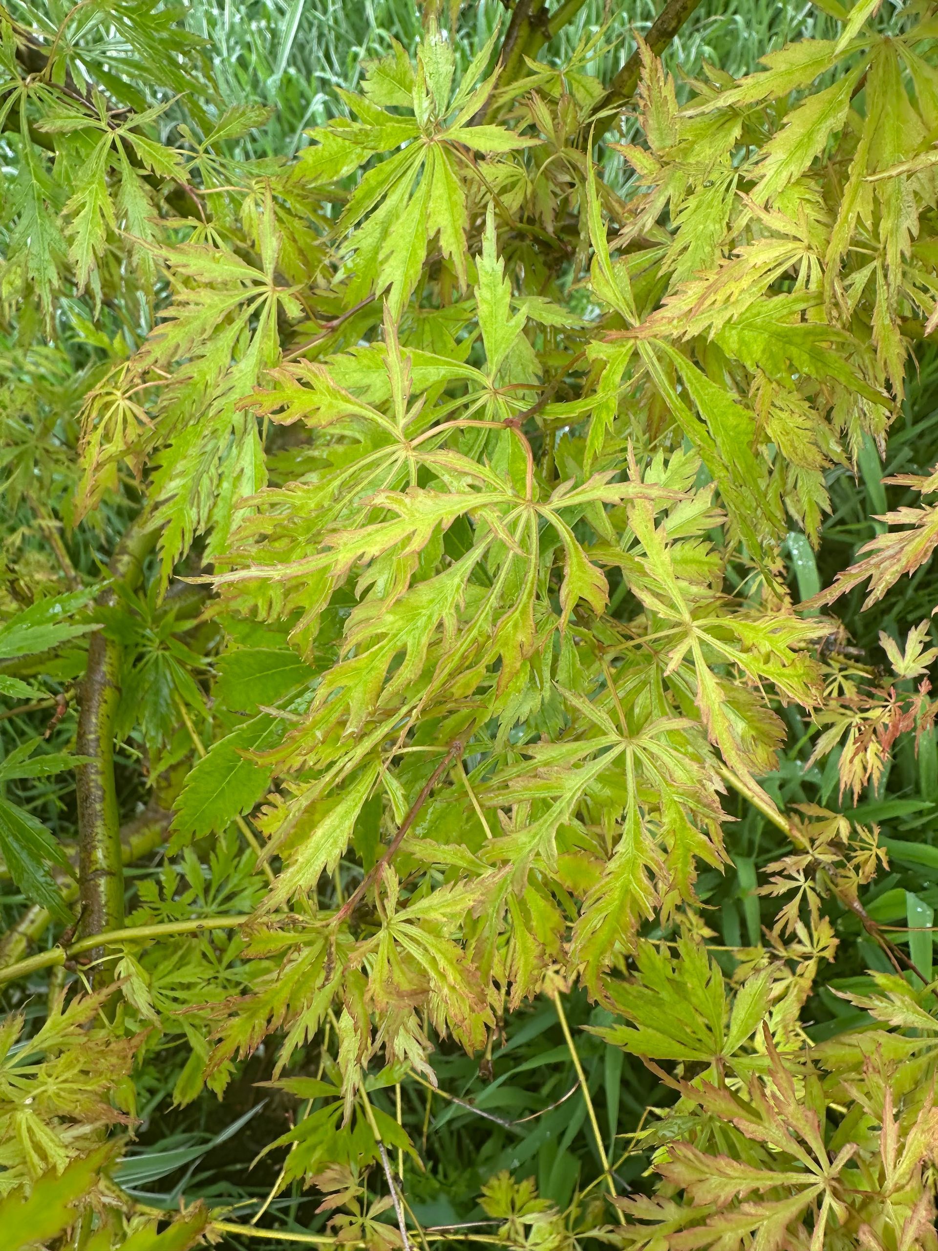  'Germaine's Gyration'- Ten Mile Maples