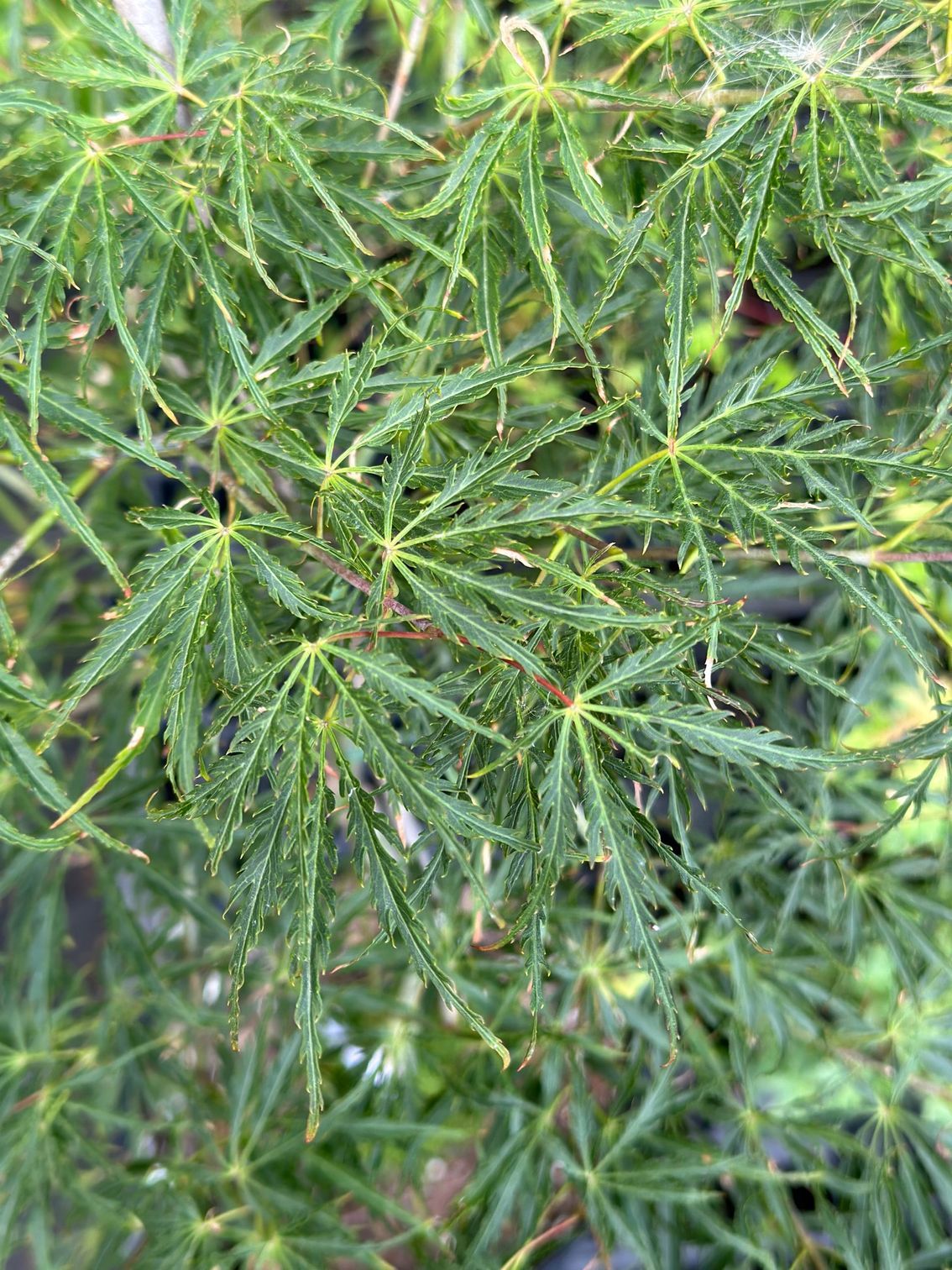 'Green Hornet' Leaves - Ten Mile Maples