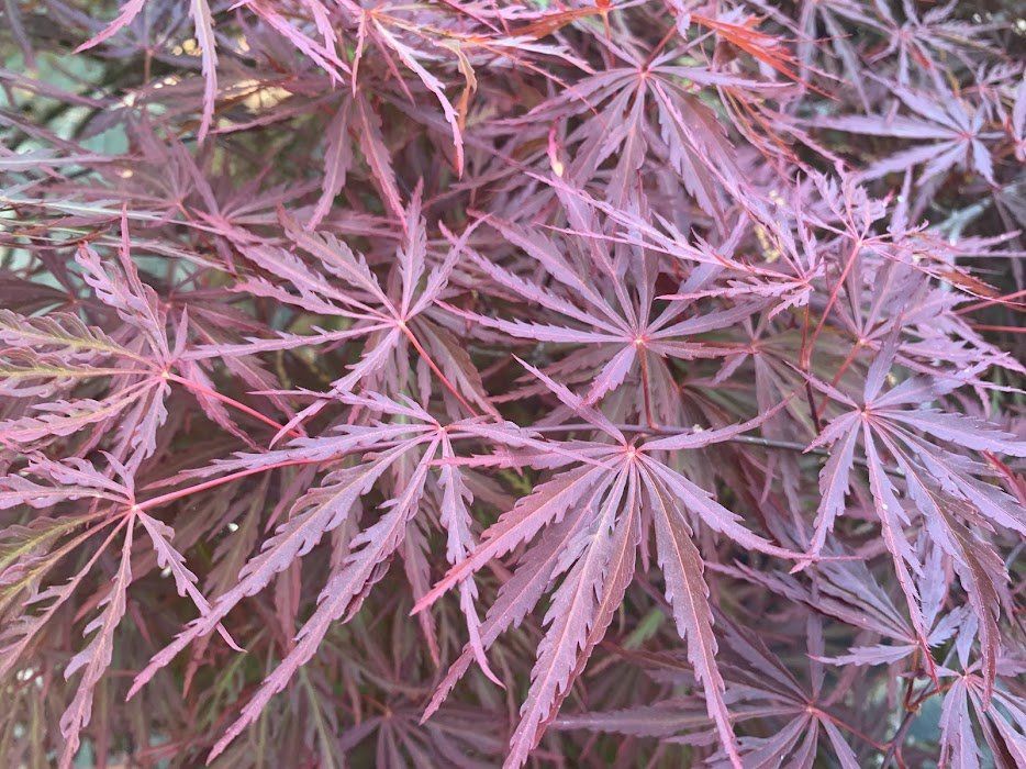 Orangeola Leaves - Ten Mile Maples