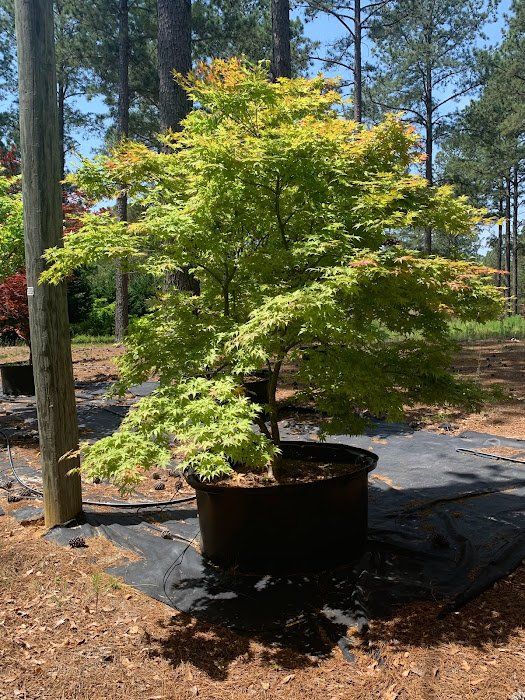 Peaches and Cream Tree - Ten Mile Maples