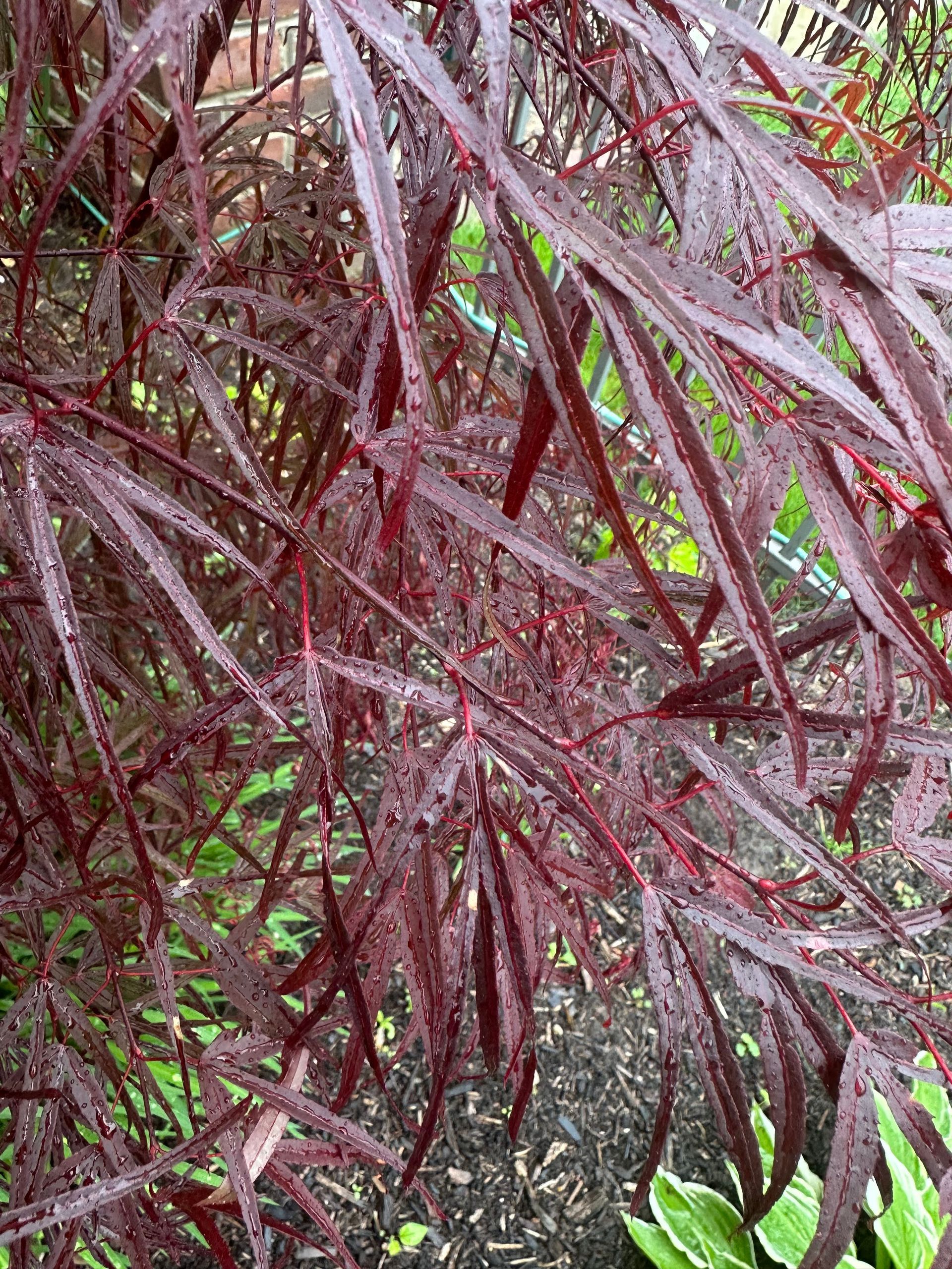 'Pung Kil' Leaves - Ten Mile Maples
