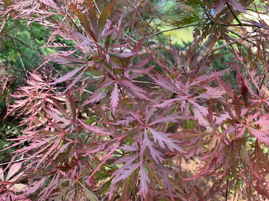 Red Dragon Leaves - Ten Mile Maples