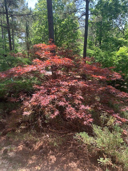 Red Dragon Tree - Ten Mile Maples