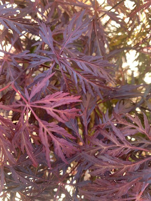 Tamukeyama Leaves - Ten Mile Maples