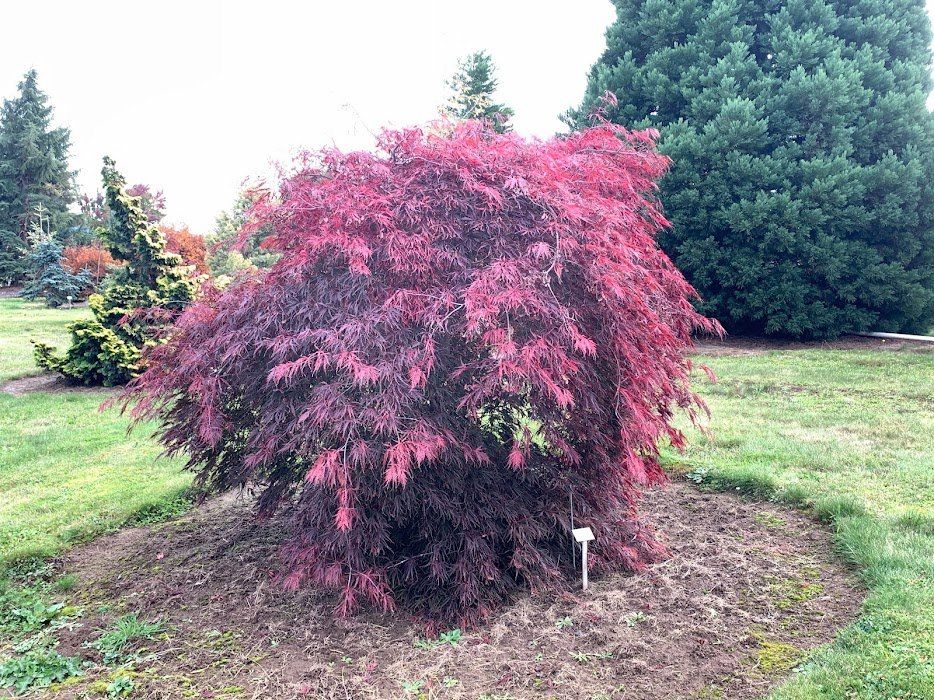 Tamukeyama Tree - Ten Mile Maples