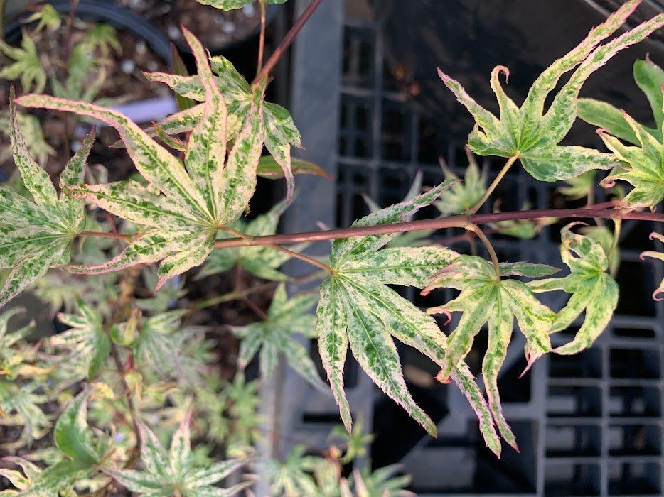 Variegated Varieties / Ten Mile Maples / Japanese Maple Varieties