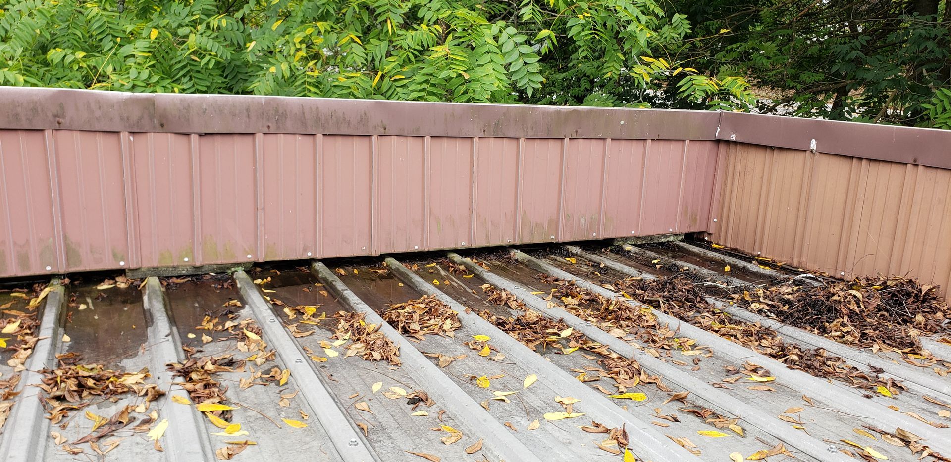 A roof with a lot of leaves on it.