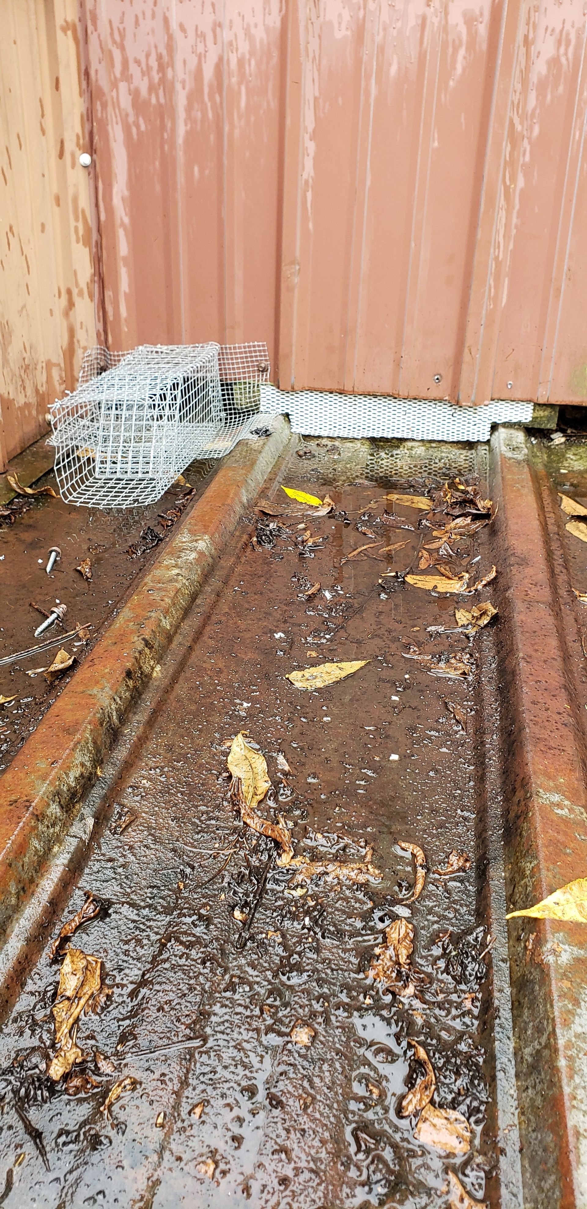 A bird is sitting on top of a muddy roof next to a fence.