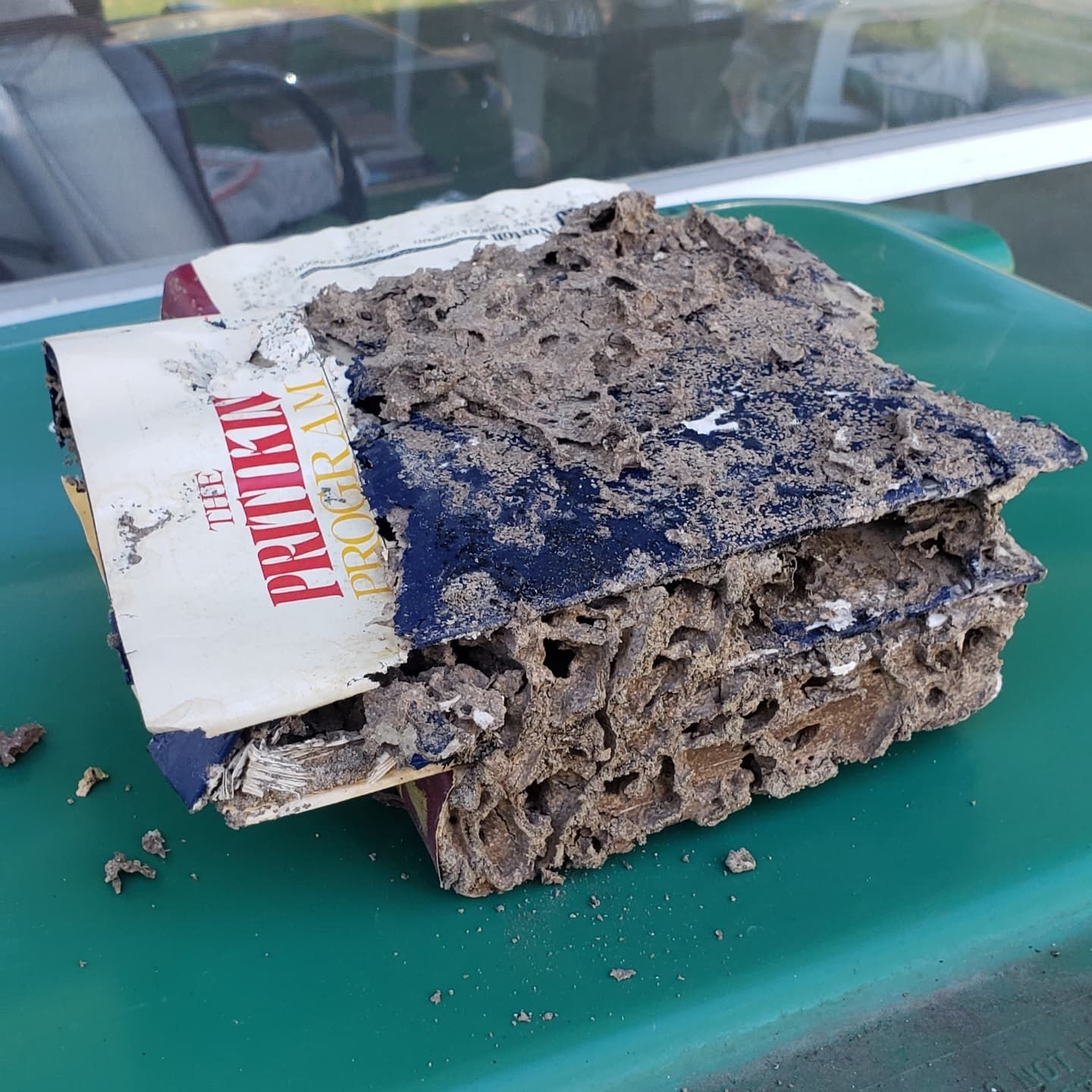 A book covered in termites is sitting on a green tray