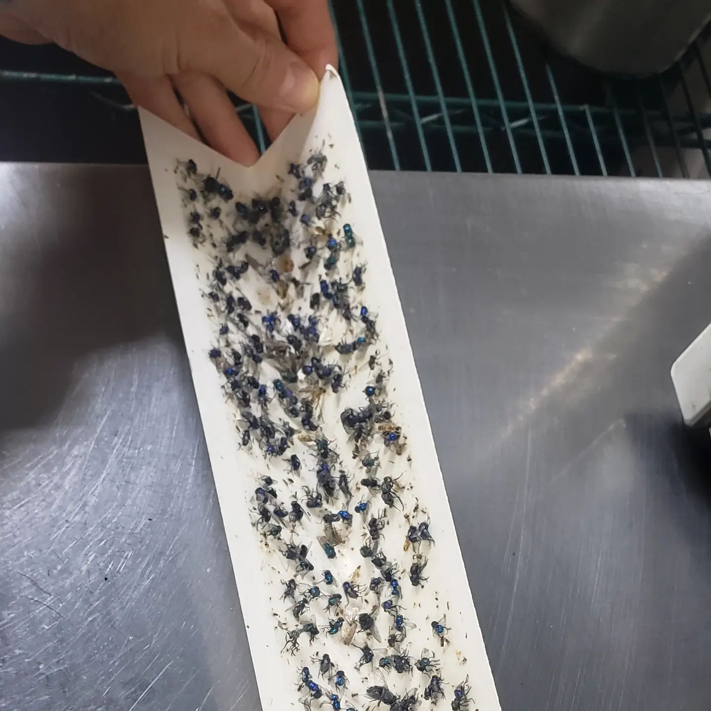 A person is holding a piece of paper with bugs on it