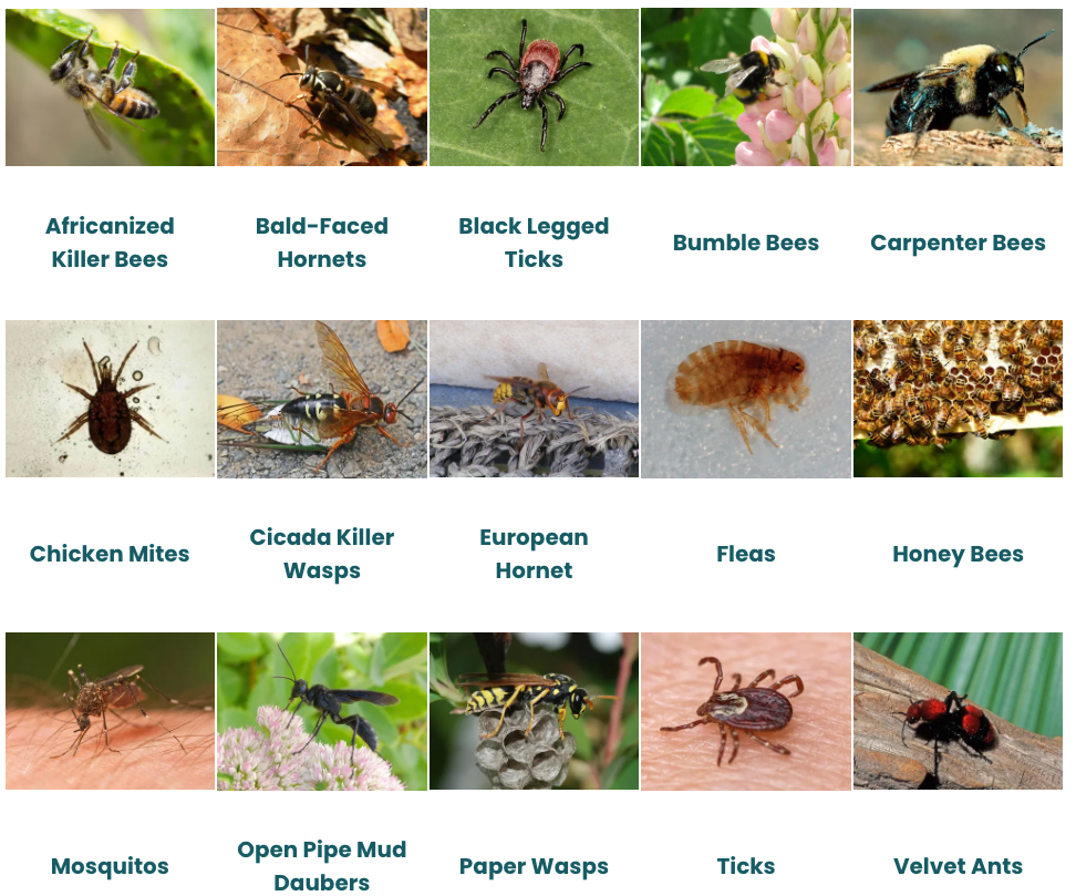 A collage of pictures of different types of insects