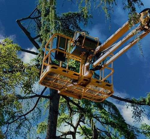 Checking the Trees — Rutland, MA — Trees Unlimited