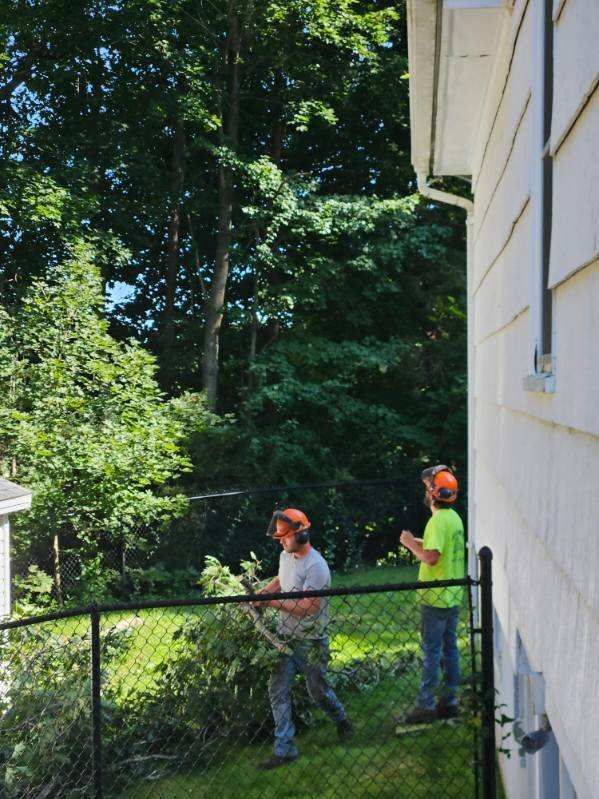 Tree Trimming Services Five - Rutland, MA - Trees Unlimited