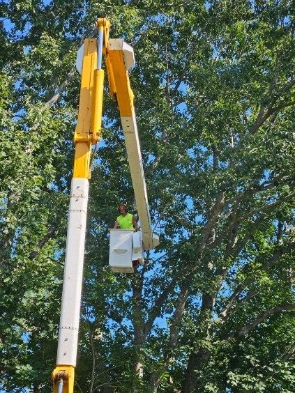 Man Trimming A Tree - Rutland, MA - Trees Unlimited