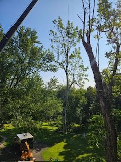 Tree Trimming Images Three - Rutland, MA - Trees Unlimited