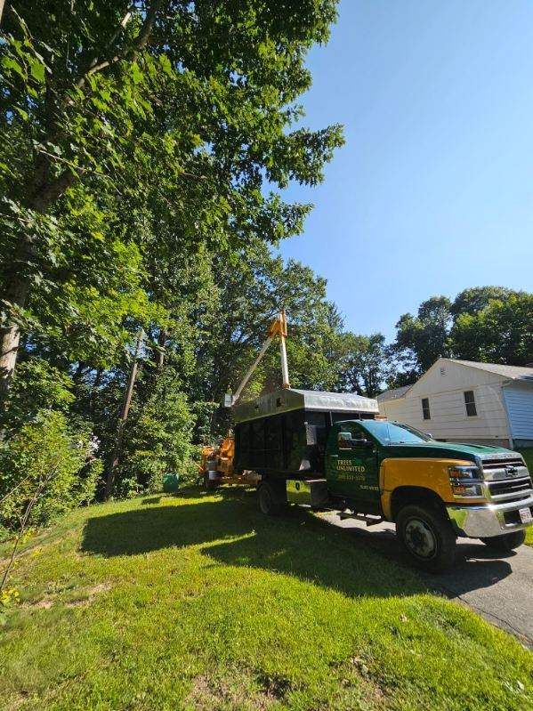 Tree Trimming Services Images Three - Rutland, MA - Trees Unlimited