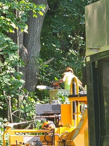 Tree Trimming Images Seven - Rutland, MA - Trees Unlimited