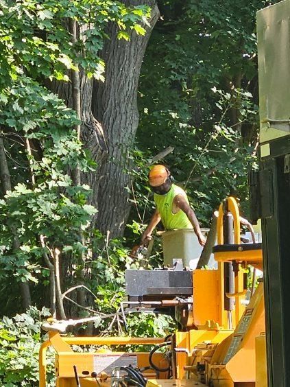 Tree Trimming Images Nine - Rutland, MA - Trees Unlimited