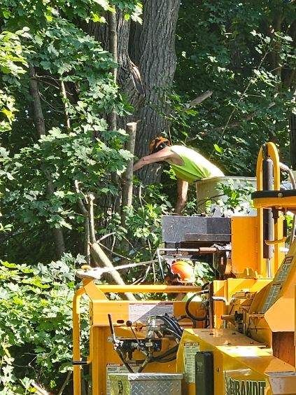 Man Cutting Some Tree Branch - Rutland, MA - Trees Unlimited