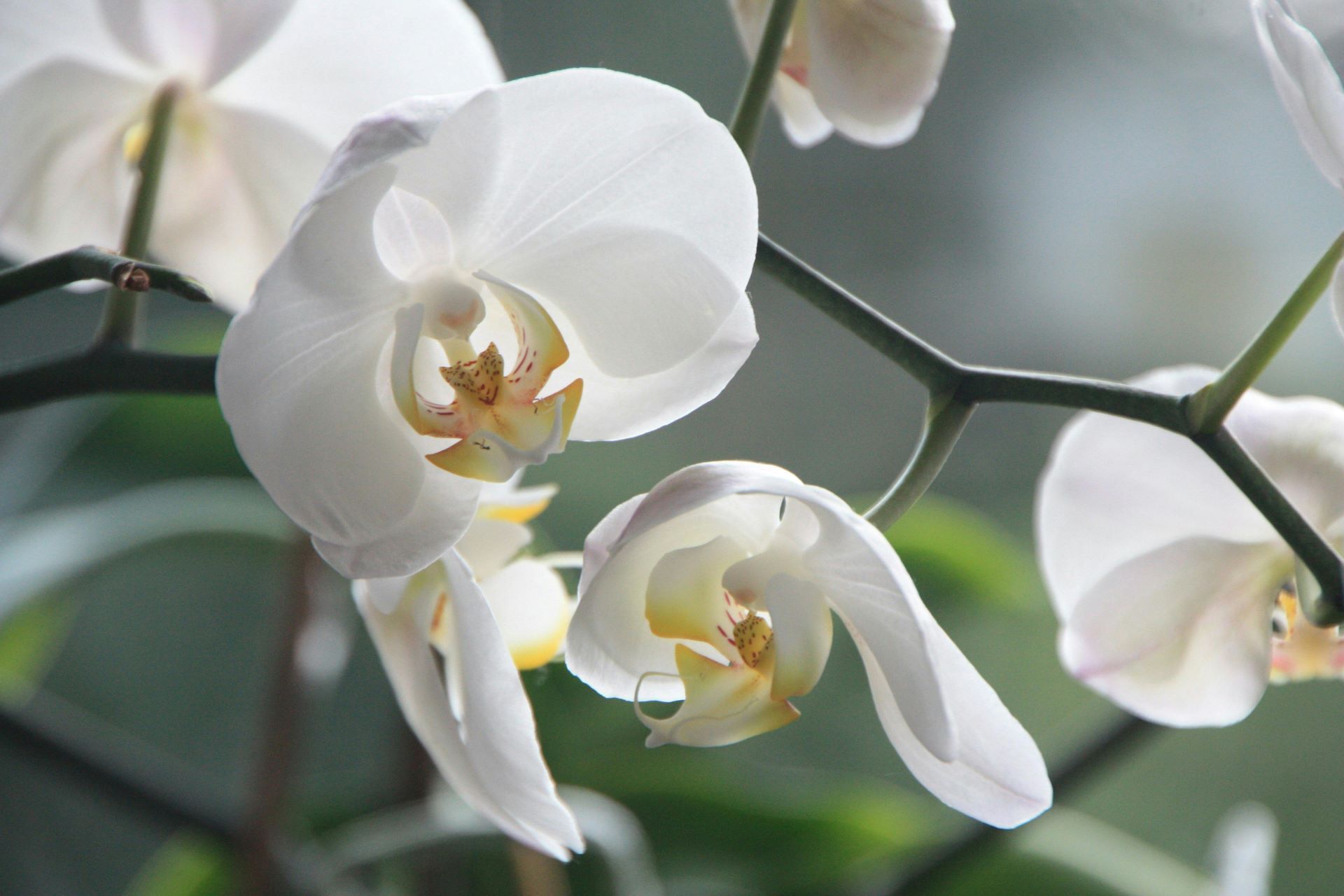 White moth orchids blooming on a green stem, with a blurred green background.