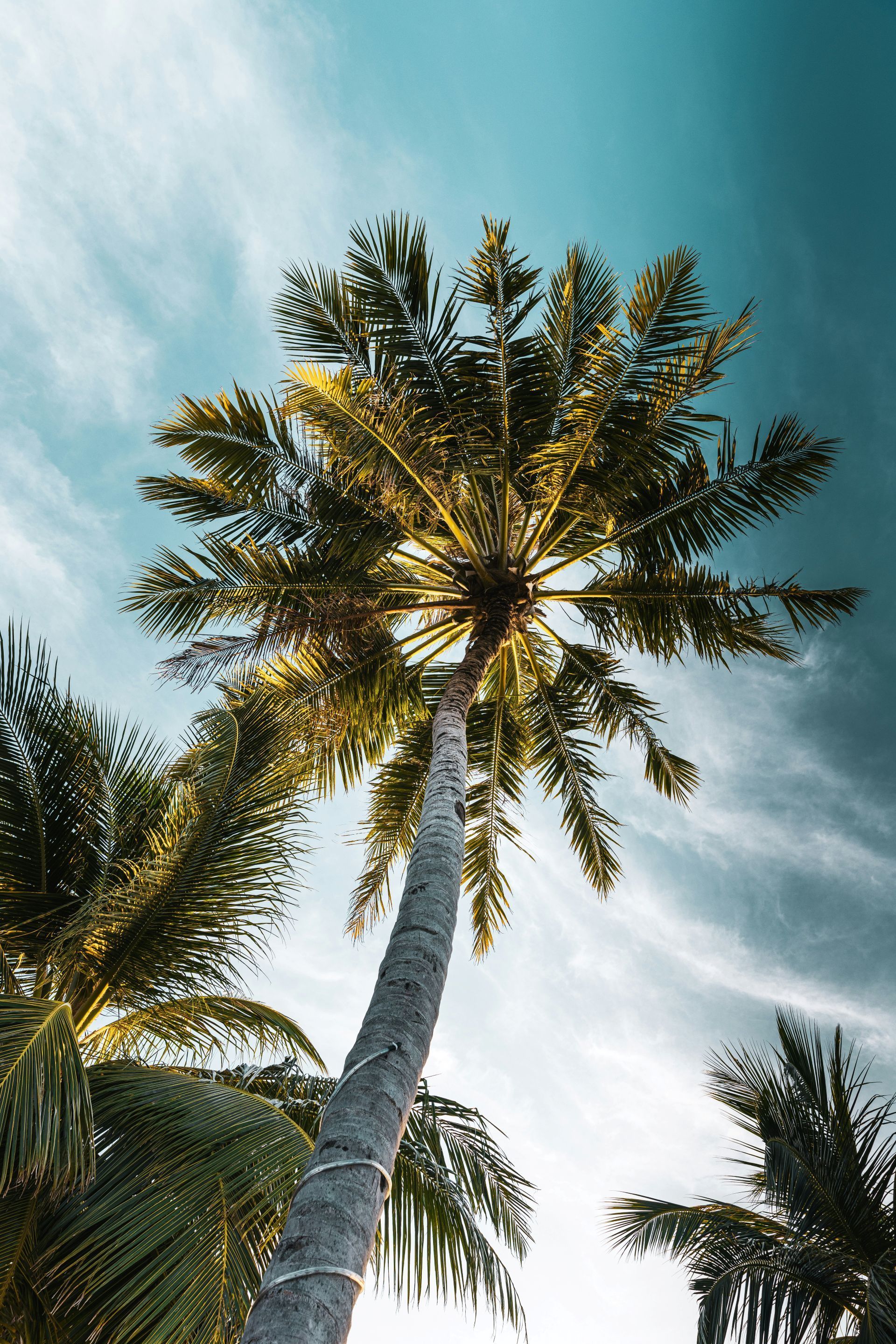 Tall palm tree against a bright blue sky with wispy clouds.