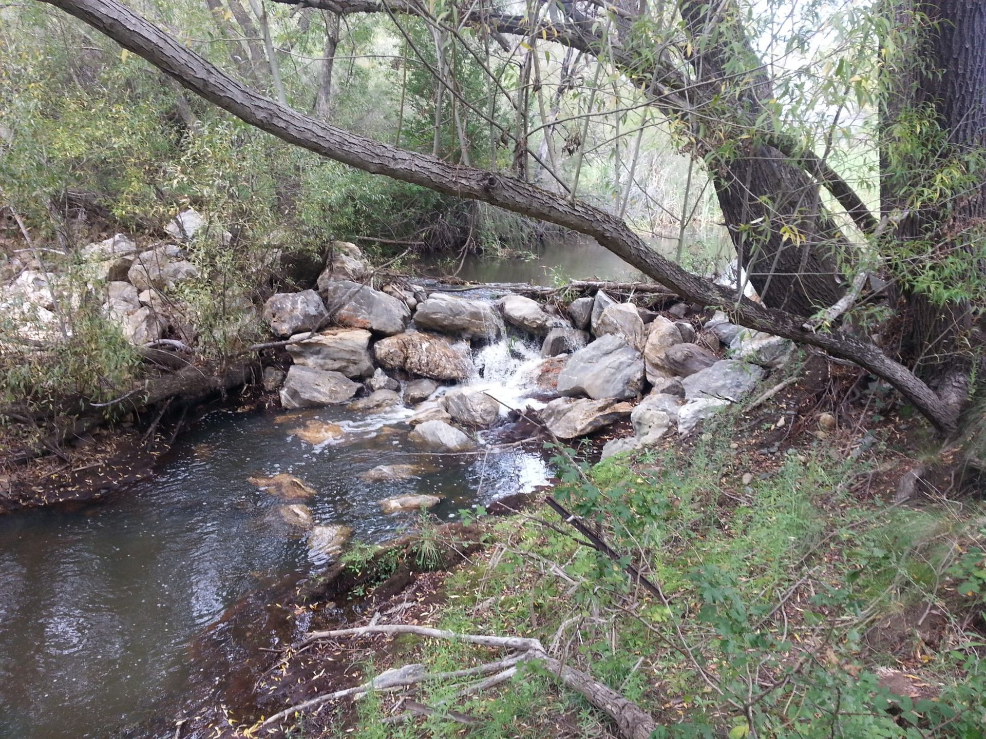 A small stream with a rock dam, trees on banks, and overhanging branches.