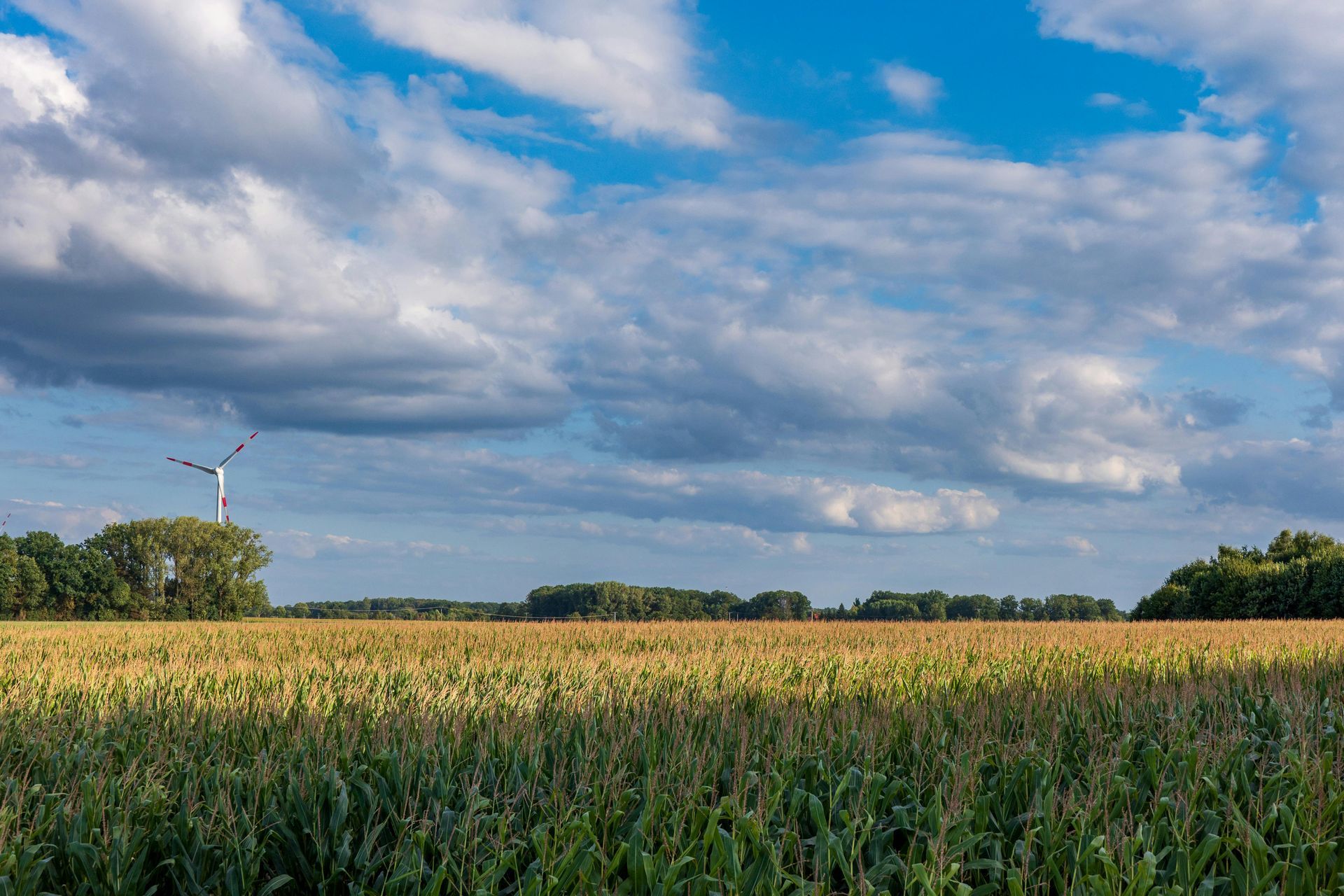 Field of golden crops under a cloudy blue sky; wind turbine in the distance.