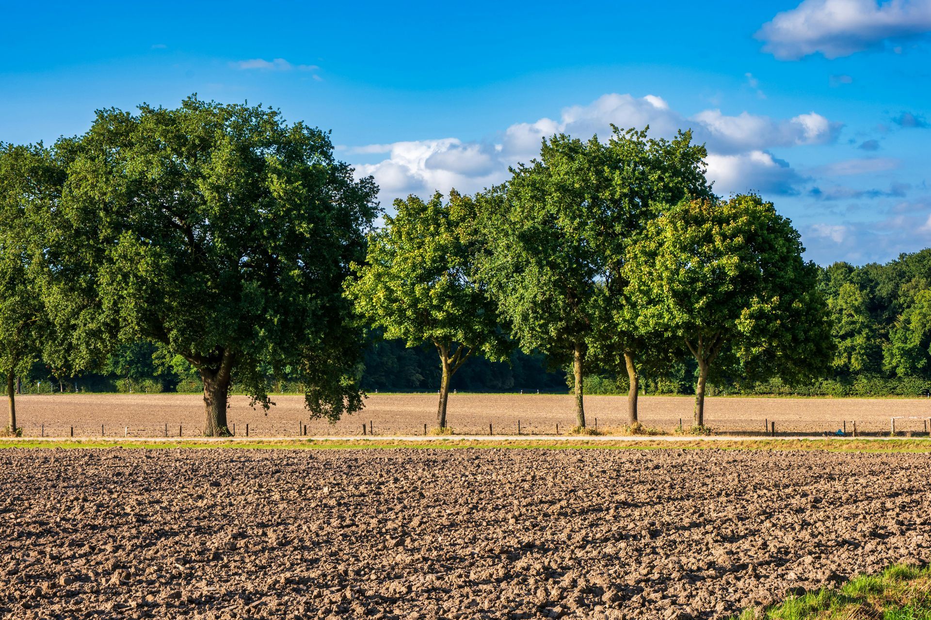 Row of green trees along a plowed field under a blue sky.